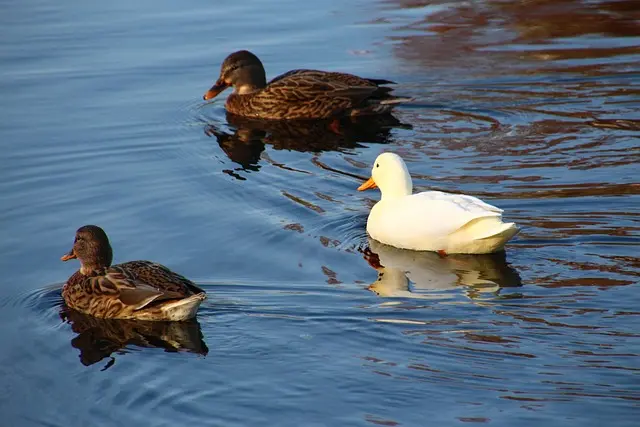 Top Tips to Quickly Oppose Your Credit Card